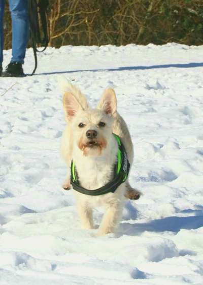 Zeigt die schönsten Schneebilder von eurer Fellnase ❄️-Beitrag-Bild