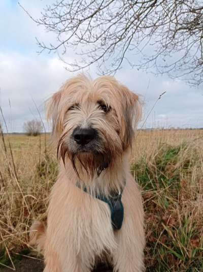 Wie heißt dein Hund?-Beitrag-Bild