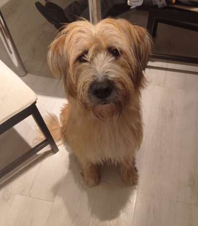 Auslandstierschutz-Beitrag-Bild