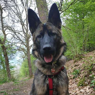 Hundetreffen-Welpen treffen Niederfischbach