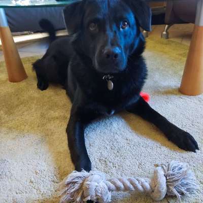 Hundetreffen-Welpen treffen Niederfischbach