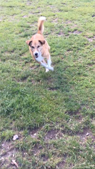 Unsere Fellnasen-Vielfalt im Überblick!-Beitrag-Bild