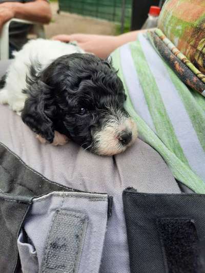 Das erste Bild eures Hundes-Beitrag-Bild