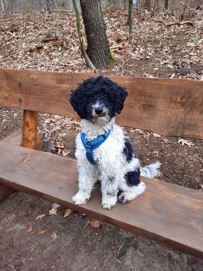 Alles rund um den Pudel-Beitrag-Bild