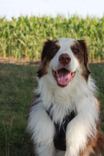 Hundetreffen-Trainingsspaziergang-Bild