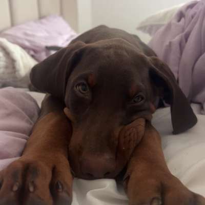 Hundetreffen-Spiel Freunde gesucht-Bild