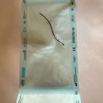 Giftköder-Nadeln in Köder-Bild