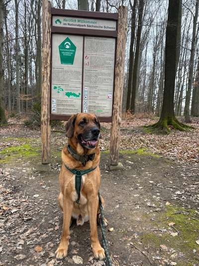 Hundetreffen-Gassikumpels gesucht-Bild