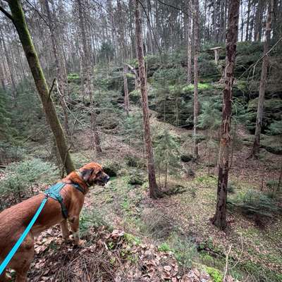 Hundetreffen-Social-Walk-Bild