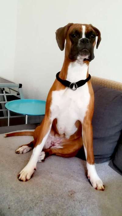 Dogorama Photo Challenge - Hundeblick zum hinschmelzen-Beitrag-Bild