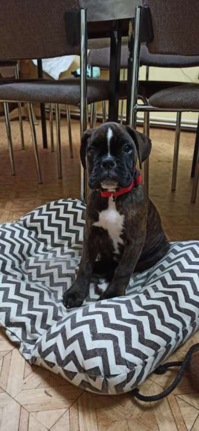 Dogorama Photo Challenge - Hundeblick zum hinschmelzen-Beitrag-Bild