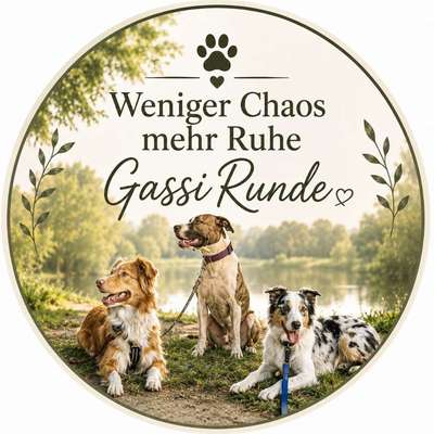 Hundetreffen-Weniger Chaos mehr Ruhe-Bild