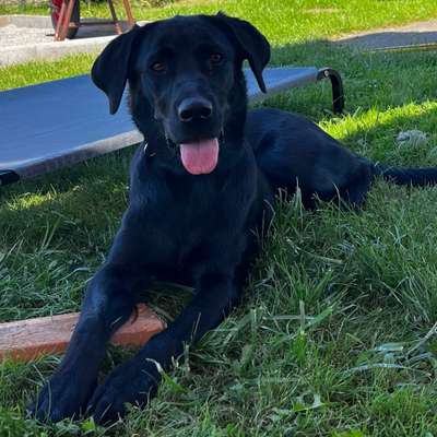 Hundetreffen-Sozialisierung für Junghund-Bild