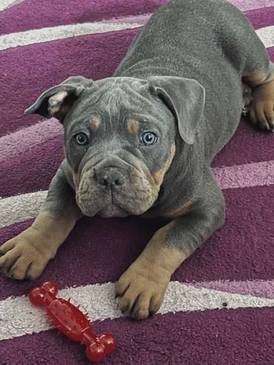 Olde English Bulldogge-Beitrag-Bild