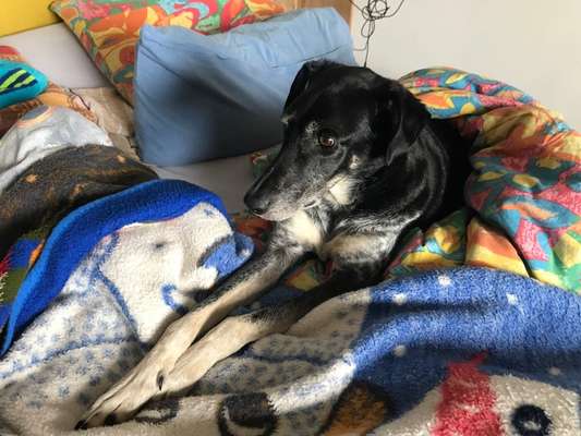 Auslandstierschutz-Beitrag-Bild