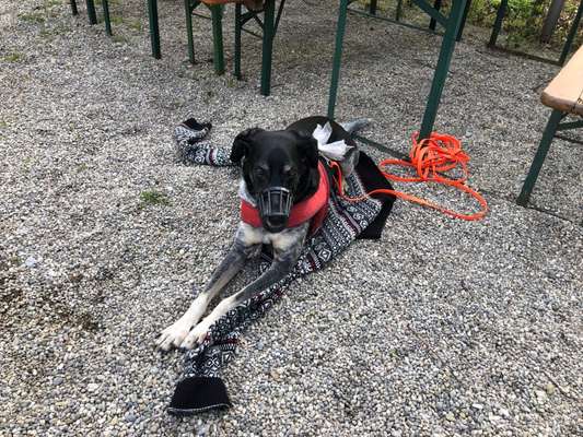 Maulkorb rauf - Vorurteile runter-Beitrag-Bild