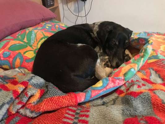 Auslandstierschutz-Beitrag-Bild