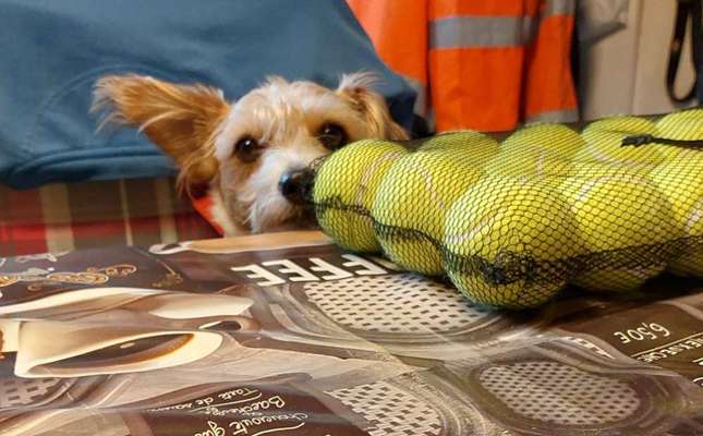 Dogorama Photo Challenge - Lieblingsspielzeug!-Beitrag-Bild