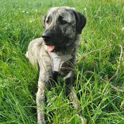 Hundetreffen-Sozialkontakte / ausgiebige Spaziergänge-Bild