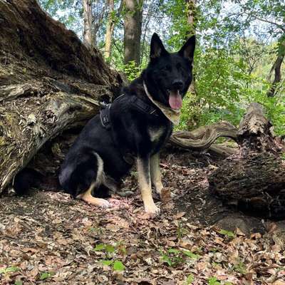 Hundetreffen-Gassirunde am Gysenberg Herne-Bild