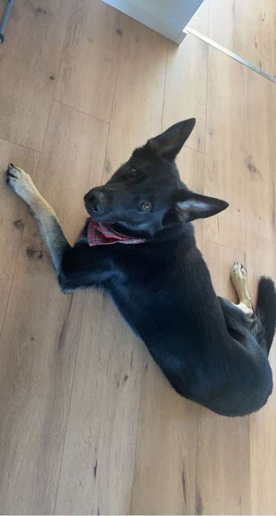 Alles rund um den Schäferhund, diskutieren erwünscht.-Beitrag-Bild