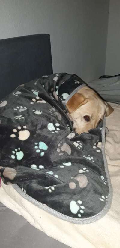 Darf der Hund bei Euch im Bett schlafen?-Beitrag-Bild