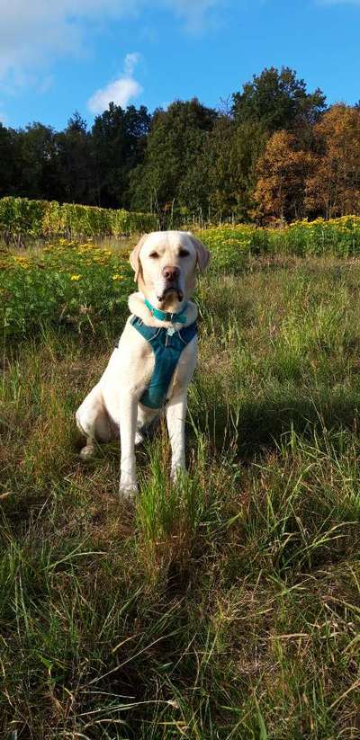 Labradorfans-Beitrag-Bild