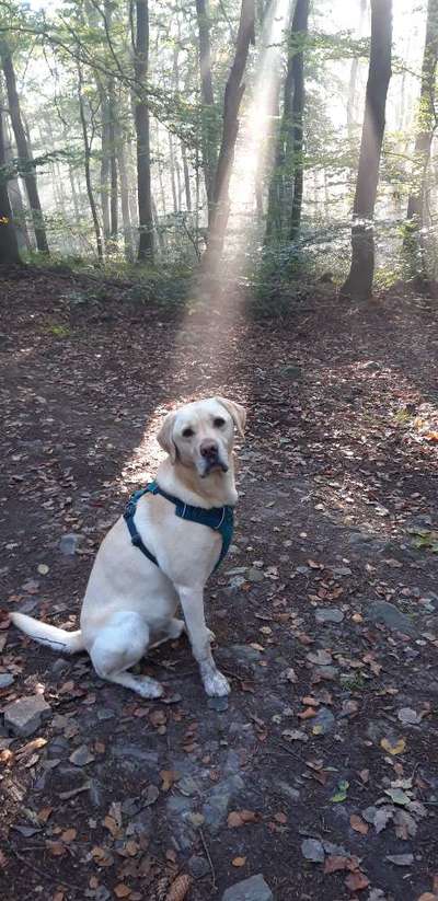 Labradorfans-Beitrag-Bild