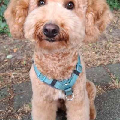 Hundetreffen-Treffen zum Spazieren und spielen gesucht-Bild