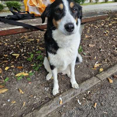 Hundetreffen-Gassitreffen-Bild