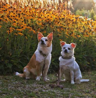Auslandstierschutz-Beitrag-Bild