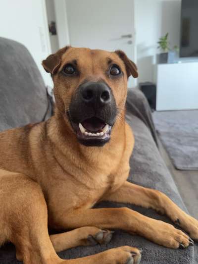 Zeigt eure verrücktesten Hundebilder-Beitrag-Bild