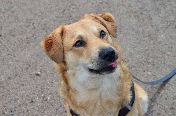 Zeigt eure verrücktesten Hundebilder-Beitrag-Bild