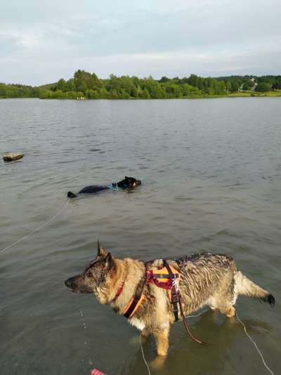 Alles rund um den Schäferhund, diskutieren erwünscht.-Beitrag-Bild