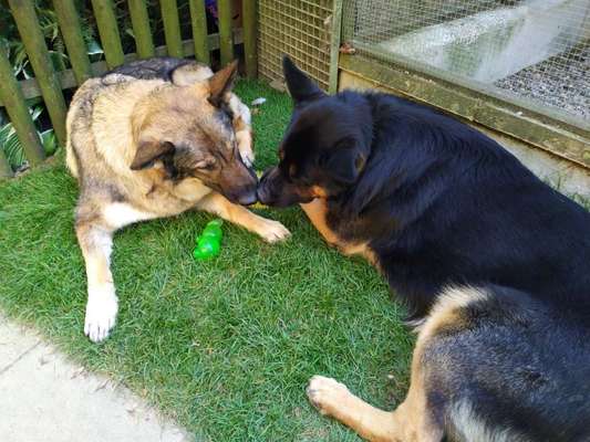 Alles rund um den Schäferhund, diskutieren erwünscht.-Beitrag-Bild