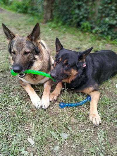 Alles rund um den Schäferhund, diskutieren erwünscht.-Beitrag-Bild