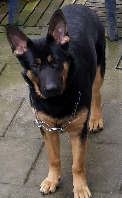 Alles rund um den Schäferhund, diskutieren erwünscht.-Beitrag-Bild