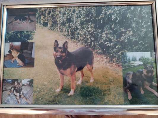 Alles rund um den Schäferhund, diskutieren erwünscht.-Beitrag-Bild