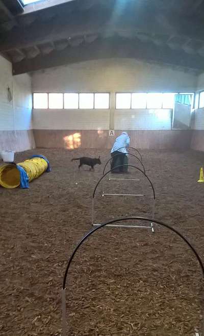 Alles rund um den Schäferhund, diskutieren erwünscht.-Beitrag-Bild