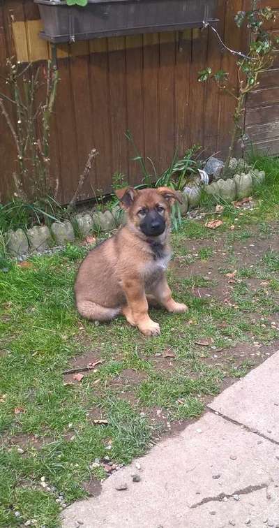 Alles rund um den Schäferhund, diskutieren erwünscht.-Beitrag-Bild
