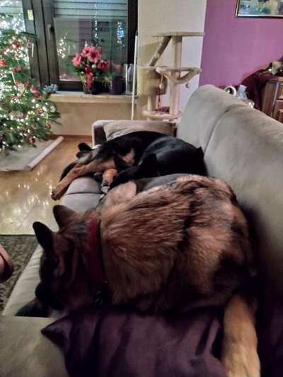 Alles rund um den Schäferhund, diskutieren erwünscht.-Beitrag-Bild