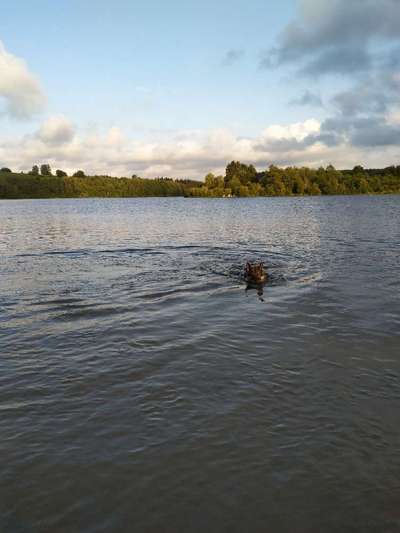 Alles rund um den Schäferhund, diskutieren erwünscht.-Beitrag-Bild
