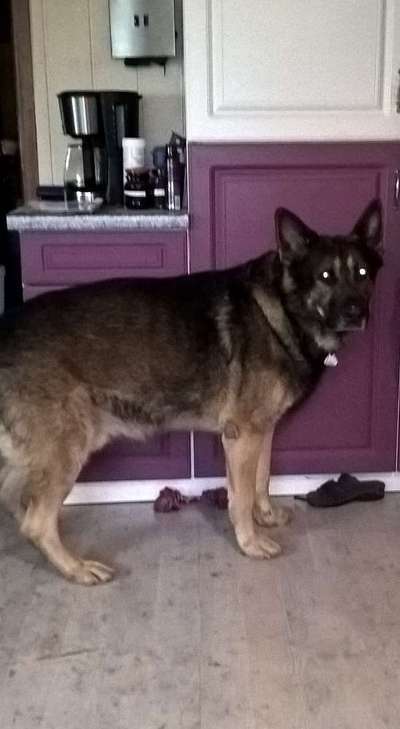 Alles rund um den Schäferhund, diskutieren erwünscht.-Beitrag-Bild