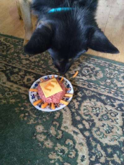 Alles rund um den Schäferhund, diskutieren erwünscht.-Beitrag-Bild