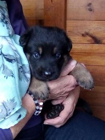 Alles rund um den Schäferhund, diskutieren erwünscht.-Beitrag-Bild