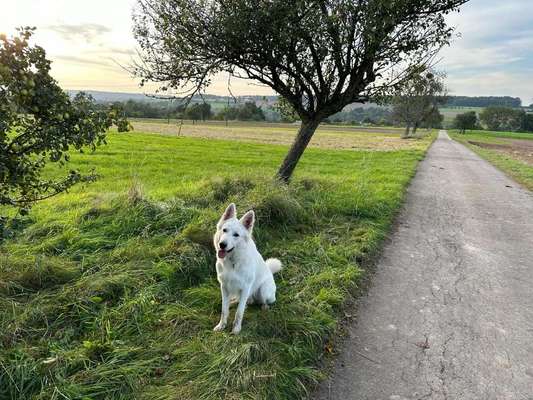 Hundetreffen-Suche Gesellschaft zum Spazieren/Wandern gehen-Bild