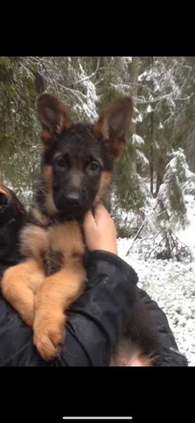 Welpen Bilder !-Beitrag-Bild