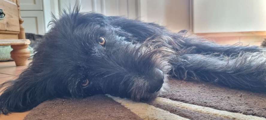 TierschutzhundeStammtisch🐕-Beitrag-Bild