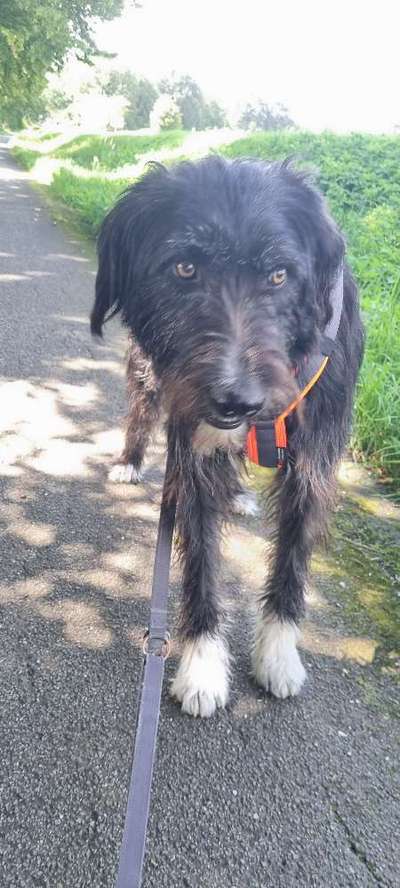 TierschutzhundeStammtisch🐕-Beitrag-Bild