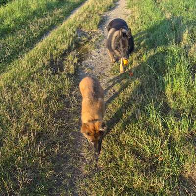 Hundetreffen-Social Walk-Bild